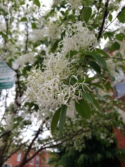 Chionanthus retusus