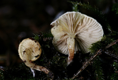 Pholiota scamba