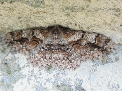 Satoblephara parvularia