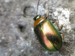 Agelasa nigriceps