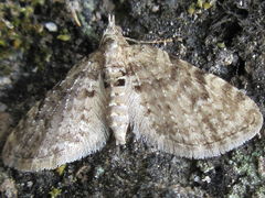 Chloroclystis v-ata