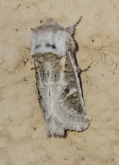 Comadia albistriga