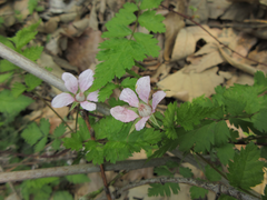 Rubus pungens oldhamii