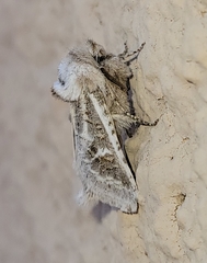Comadia albistriga
