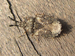 Aradus spinicollis