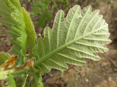Quercus dentata
