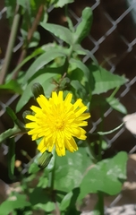 Sonchus oleraceus