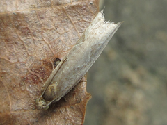 Ancylis repandana