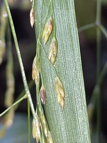 Sylvipoa queenslandica, 2022-04-23