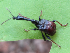 Paracycnotrachelus chinensis