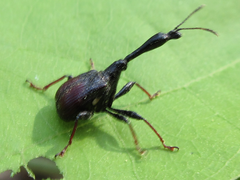 Paracycnotrachelus chinensis
