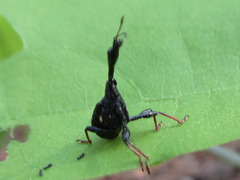 Paracycnotrachelus chinensis