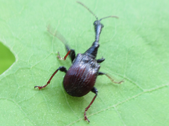 Paracycnotrachelus chinensis