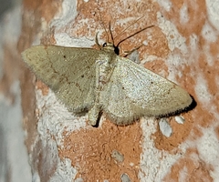 Idaea eremiata