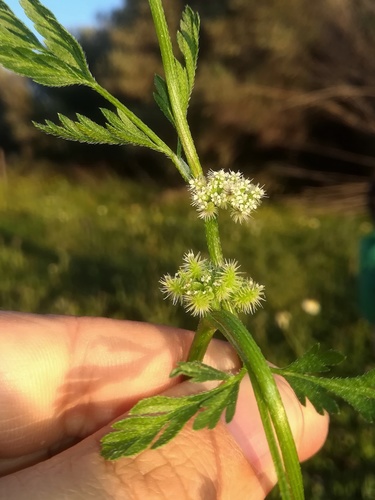 Torilis nodosa iNat (1)