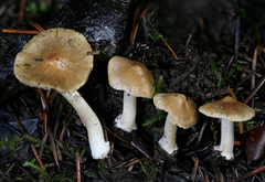 Inocybe occulta