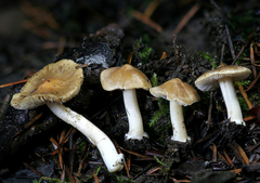 Inocybe occulta