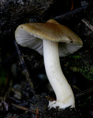 Inocybe occulta