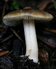 Inocybe occulta