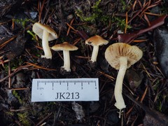 Inocybe occulta