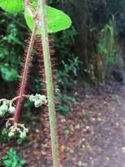 Rubus ellipticus