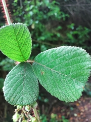 Rubus ellipticus