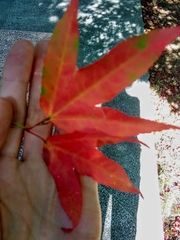 Acer wilsonii