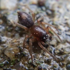 Porrhoclubiona leucaspis