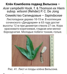 Acer wilsonii