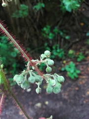 Rubus ellipticus