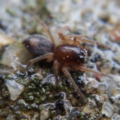 Porrhoclubiona leucaspis