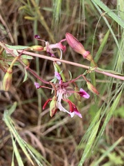 Clarkia springvillensis