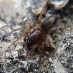 Porrhoclubiona leucaspis