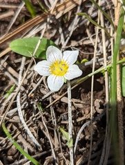 Hesperochiron pumilus