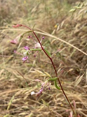 Clarkia springvillensis