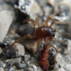 Porrhoclubiona leucaspis