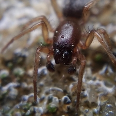 Porrhoclubiona leucaspis