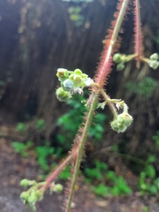 Rubus ellipticus