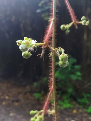 Rubus ellipticus
