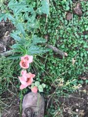 Sphaeralcea chenopodifolia