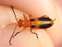 Phyllobrotica sororia