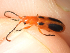 Phyllobrotica sororia