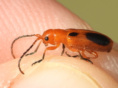 Phyllobrotica sororia