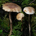 Hebeloma viscidissimum - Photo (c) Jacob Kalichman, some rights reserved (CC BY-NC), uploaded by Jacob Kalichman