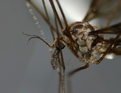 Leptotarsus cubitalis