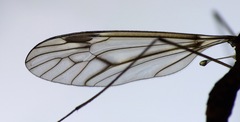 Leptotarsus cubitalis