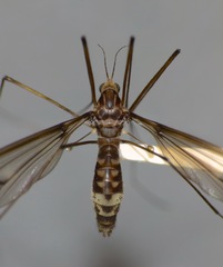 Leptotarsus cubitalis
