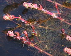 Myriophyllum quitense