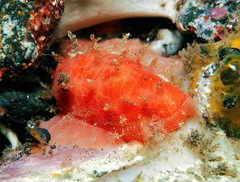 Talostolida pellucens