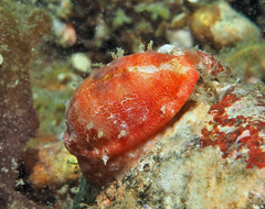 Talostolida pellucens